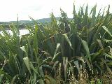 New Zealand Flax